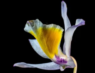 兰花，野生兰花，开花，花