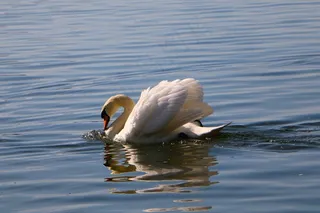 天鹅，游泳，德罗赫贝德，区域防御