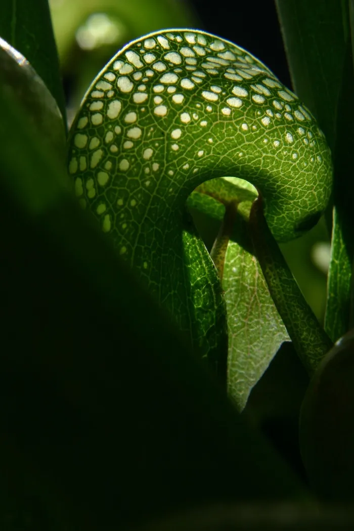 达灵顿，眼镜蛇百合，肉食性，植物