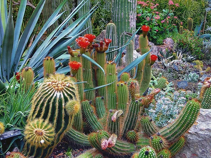 植物园，芝加哥，树，树木类型