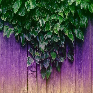 叶子，篱笆，植物，自然，装饰，户外