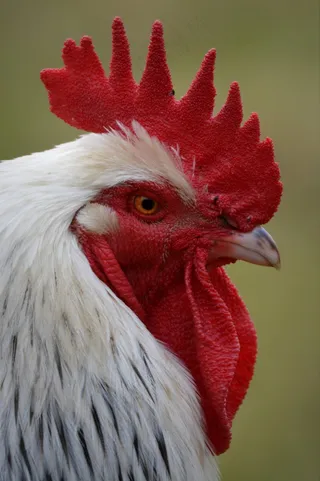 哈恩，莫霍克族，动物，家禽