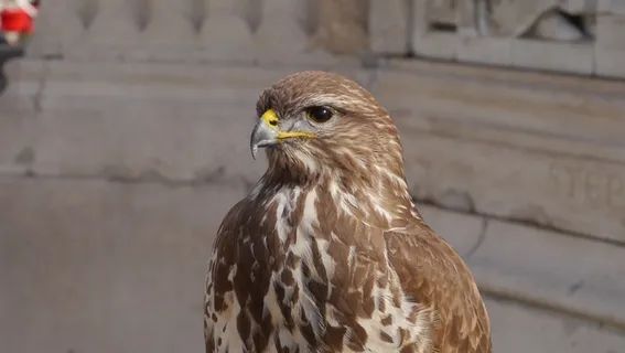 萨斯·费罗菲尔