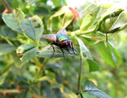 飞，昆虫，动物