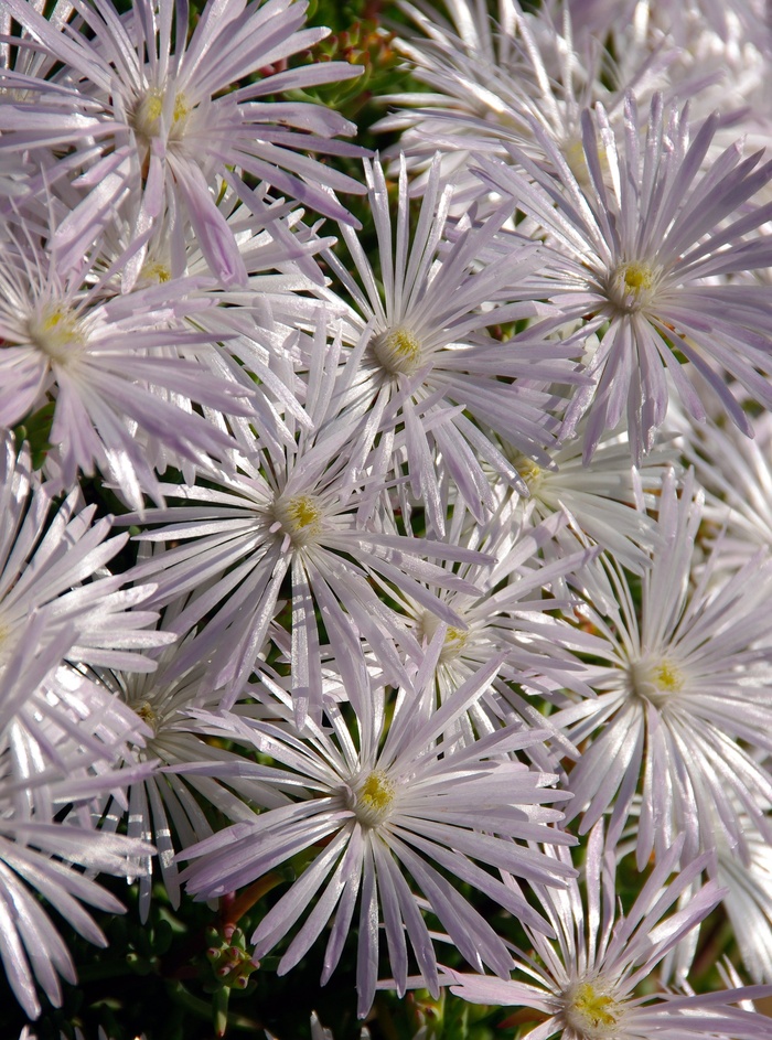 猪脸，鲜花，盛开，肉质，白，花园