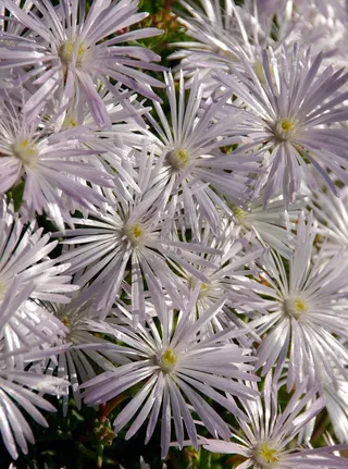 猪脸，鲜花，盛开，肉质，白，花园