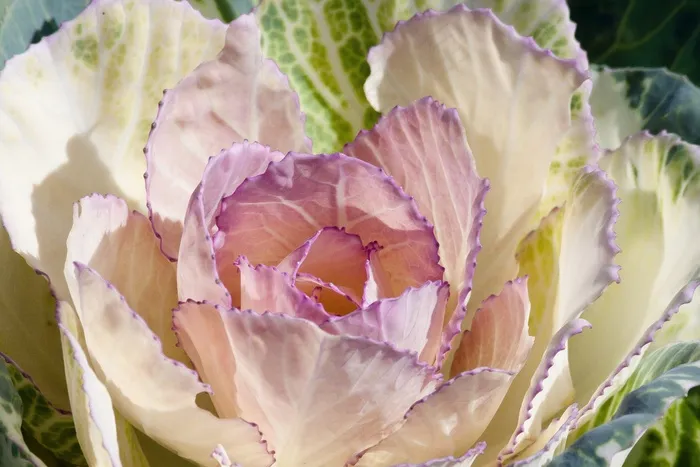 观赏白菜，芸苔，白菜绿