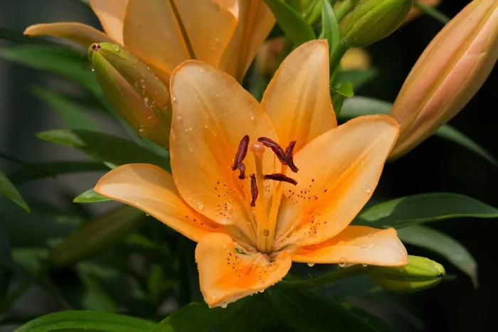 百合，花，黄花菜，鲜花，植物，宏，特写
