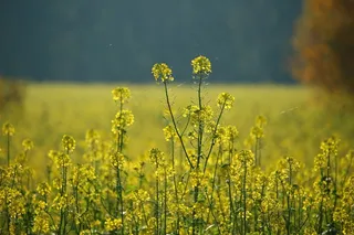 油菜，菜籽田，秋天，秋天的落叶