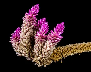 开花，花，野花，关闭