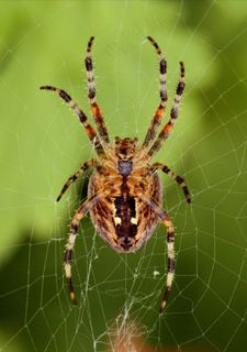 蜘蛛，网络，蜘蛛网，昆虫，关闭，自然