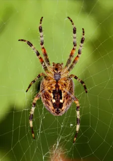 蜘蛛，网络，蜘蛛网，昆虫，关闭，自然