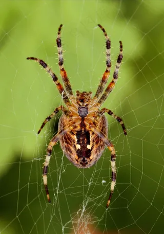 蜘蛛，网络，蜘蛛网，昆虫，关闭，自然