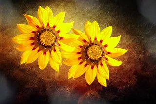 中午金花，花，开花，黄色