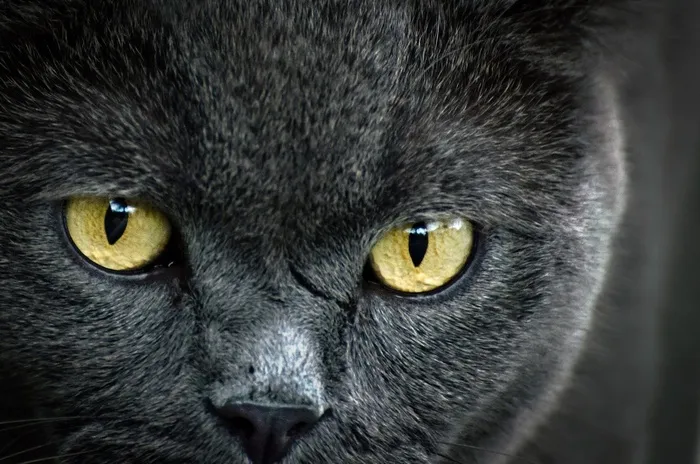动物，棕色，猫，家养，眼睛，小猫，小猫