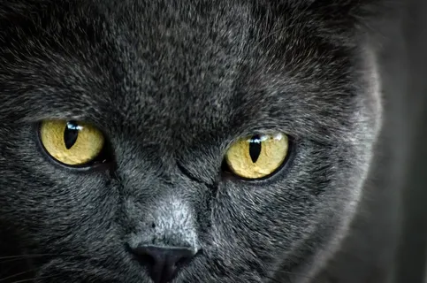 动物,棕色,猫,家养,眼睛,小猫,小猫 动物,棕色,猫,家养,眼睛,小猫,小猫