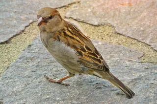 麻雀，鸟，动物，全身羽毛，嫩芽，关闭