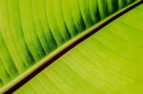 叶，叶子，性质，四季，植物，背景，绿色