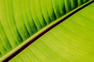 叶，叶子，性质，四季，植物，背景，绿色