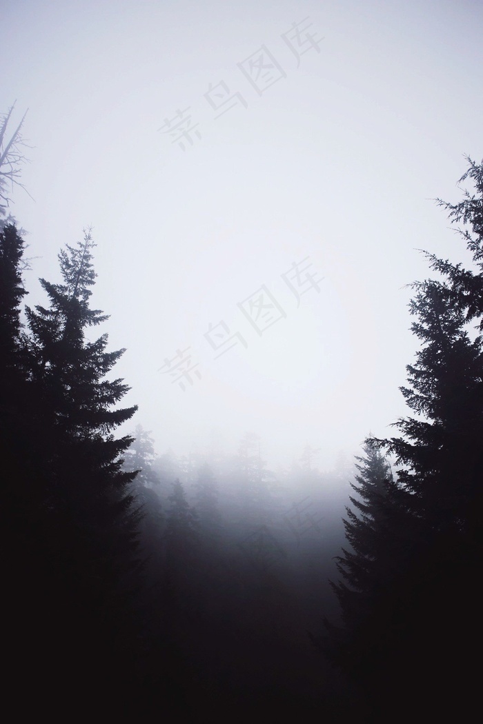 树,山峦,天空,雨雾,云雾,森林黑暗神秘树木