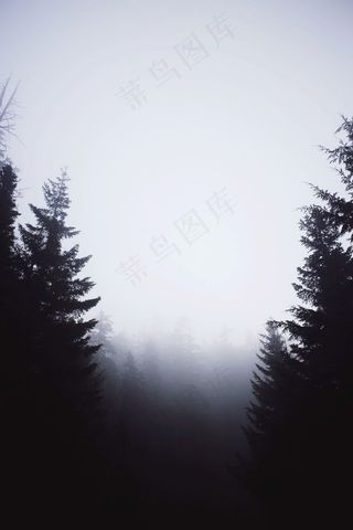 树,山峦,天空,雨雾,云雾,森林黑暗神秘树木