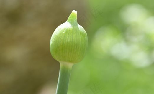 花，开花，封闭，球大蒜