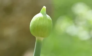 花，开花，封闭，球大蒜