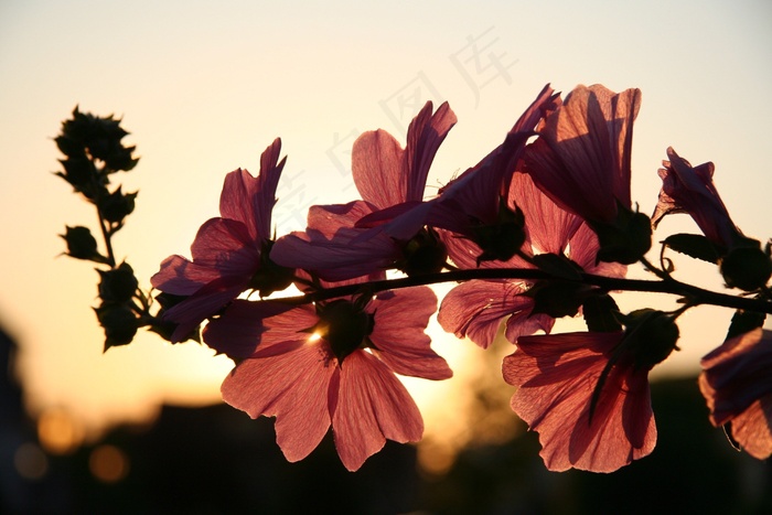 花，太阳，春天