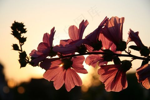 花，太阳，春天