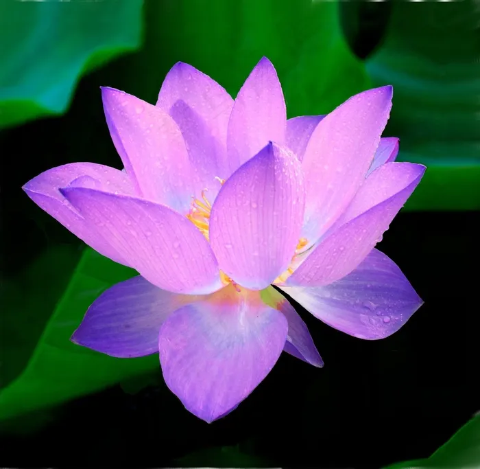 荷花,睡莲花,映日荷花,睡莲,莲花,莲花与露水的近似