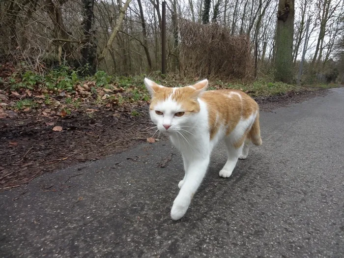 猫，动物，奔跑，家猫，出，毛皮