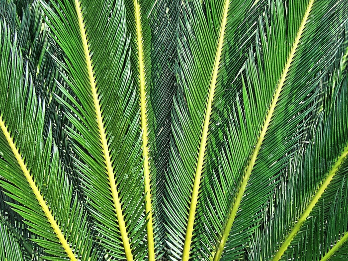 蕨类植物，纹理，射线，绿色，叶子，针，泰国