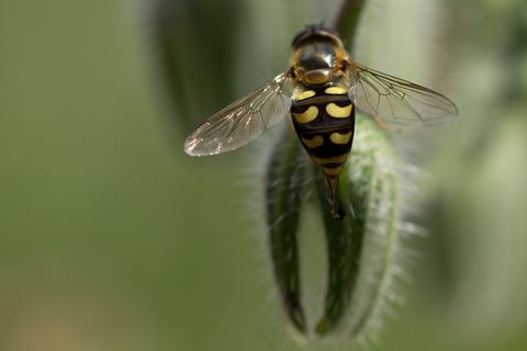 悬停蝇，昆虫，花蝇，Eupeodes Luniger，琉璃苣