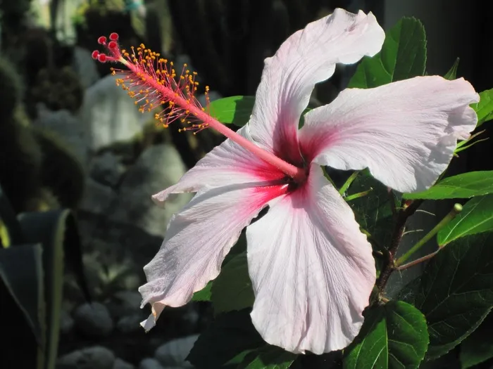 地中海，坐骨，芙蓉花，开花，盛开
