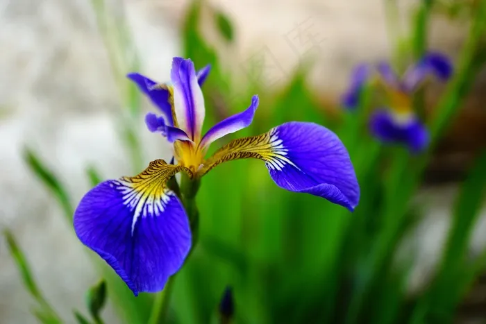 鸢尾花，鲜花，法国，大自然