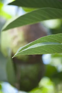 叶子,植物,树,叶子,绿色,自然,自然 叶子,植物,树,叶子,绿色,自然,自然