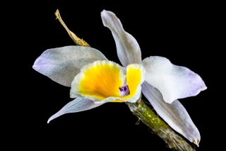 兰花，野生兰花，开花，花