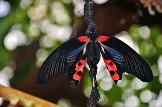 蝴蝶，猩红色Schwalbenschwanz，Papilio Rumanzovia