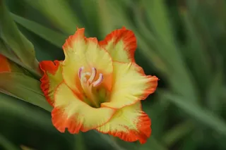 唐diol蒲，花，夏天