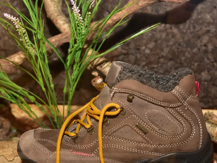 玉米蛇，远足鞋，皮革，舌，蛇