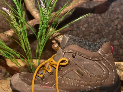 玉米蛇，远足鞋，皮革，舌，蛇