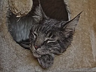 猫，睡眠，猫树，头，宠物，小猫，甜