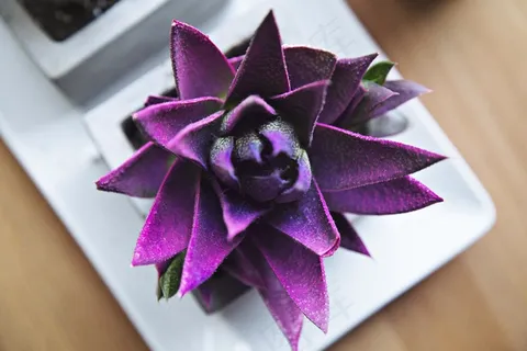 肉质，盆栽，植物，绿色，植物，植物区系