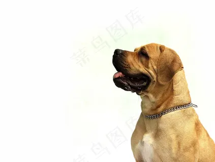 狗,白色,快乐,冬天,背景,品种,可爱 狗,白色,快乐,冬天,背景,品种,可爱