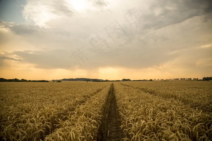麦田，路，金黄色，风景，阔阔，日落