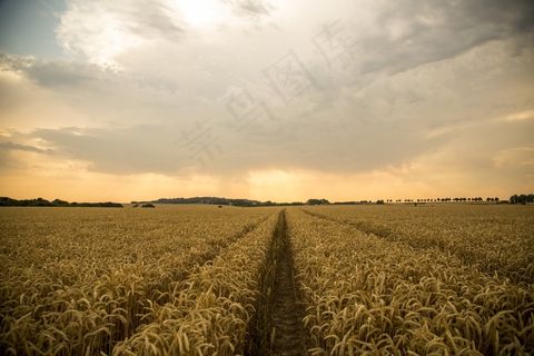 麦田，路，金黄色，风景，阔阔，日落