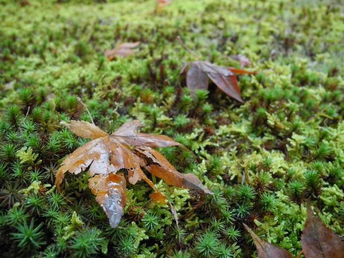 落叶，Sanzenin，京都，日本，植物，自然
