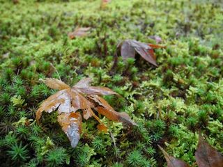 落叶，Sanzenin，京都，日本，植物，自然