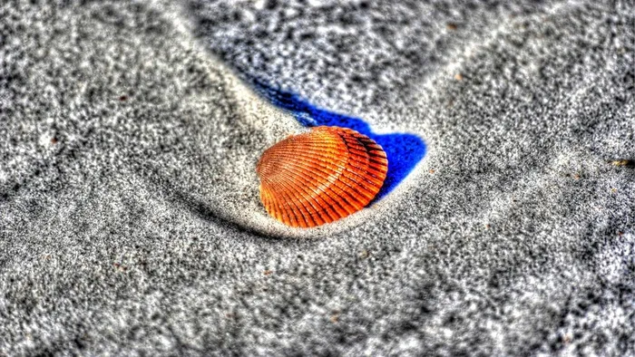 壳，沙，海滩，橙色壳，皮肤癣菌