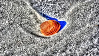 壳，沙，海滩，橙色壳，皮肤癣菌